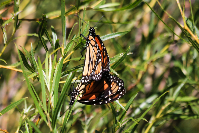 Mating Monarchs 1108 Point Pelee Drive, Leamington, ON N8H 3V4, Canada