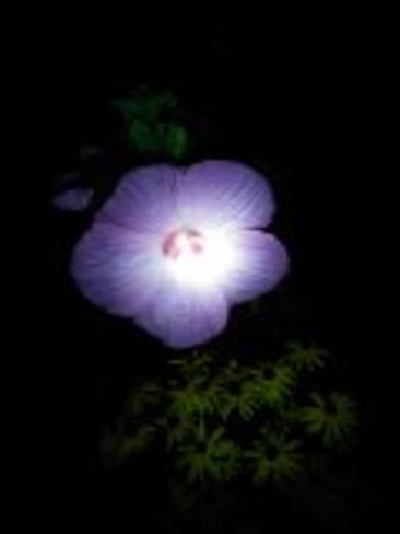 Flower at night London, ON, Canada