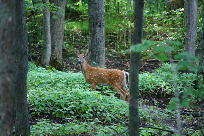 Bambi Bloomingdale, ON N0B 1K0, Canada