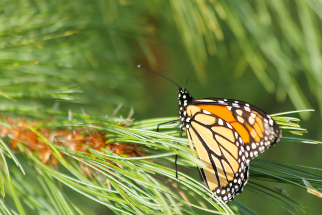 Monarch Butterfly resting on a pine bough Kingston, ON