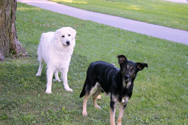 The Doggie Duo Guelph, Ontario