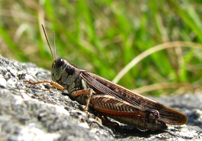 "Grasshopper" Halifax, NS