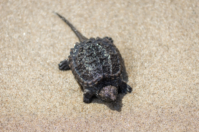 Attention â€“ Turtle Crossings Ahead! Long Point Provincial Park, Port Rowan, ON