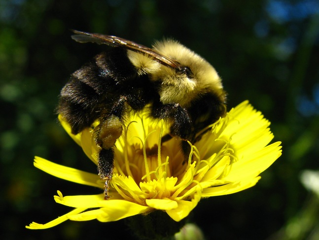 "Bushy Bee" Halifax, NS