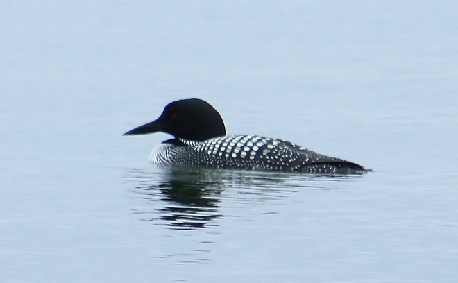 Lone Loon Lake Newell, Newell County No. 4, AB