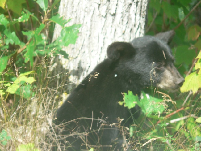 bear cub cont'd Channel Island, Lake of the Woods, Kenora, Unorganized, ON