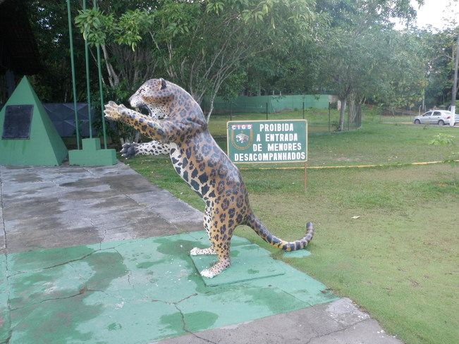 Harmless Jungle Cat Manaus, Amazonas, Brazil
