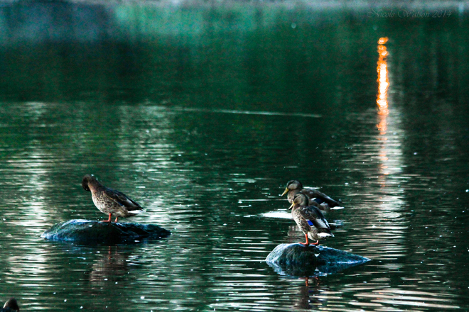 A Gathering Of The Early Morning Duck Club! ;) Rideau Trail, Kingston, ON K7M 9G9, Canada
