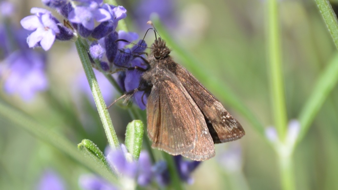 Butterfly on lavender! St. Catharines, ON
