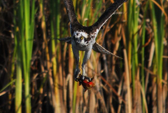 Osprey snack Kelowna, BC