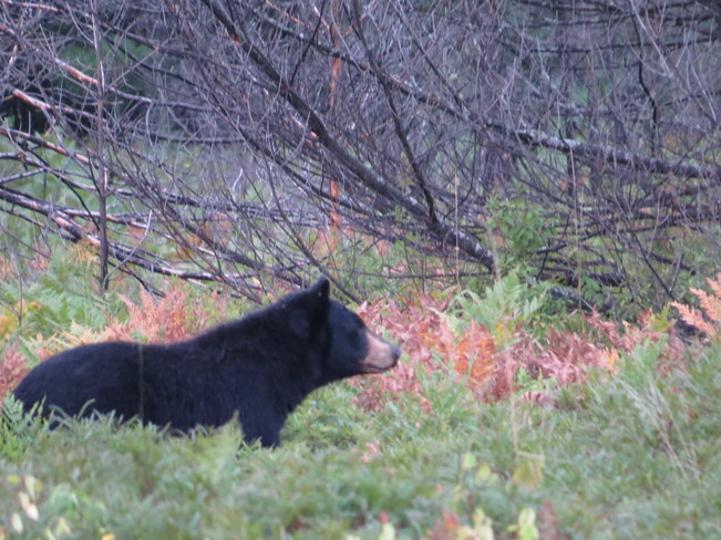 Black Bear Algonquin, ON