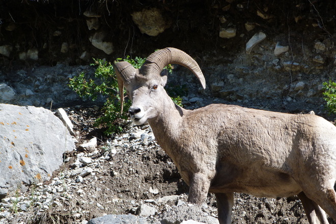 Big Long Horn Mountain Sheep Okotoks, AB