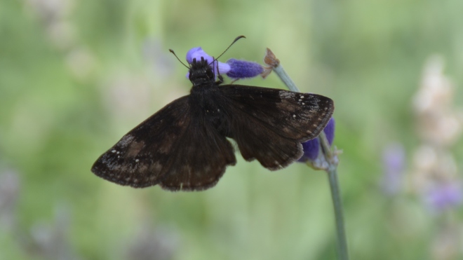 ? Wild Indigo Duskywing Butterfly. St. Catharines, ON