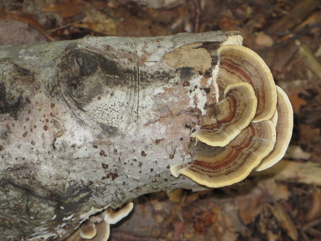 Fungus on wood Cape Breton Island, NS