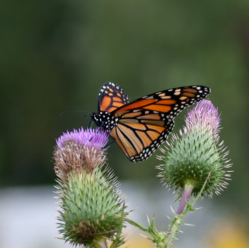Monarch on Thistle Gilmour, ON