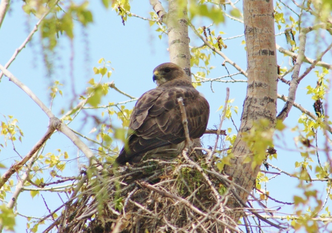 Hawk of the day Lake Newell, Newell County No. 4, AB