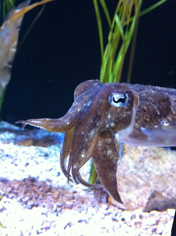 Curious Cuttlefish Toronto, ON