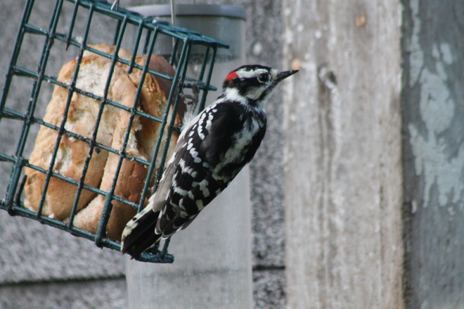 Small woodpecker Aylmer, ON