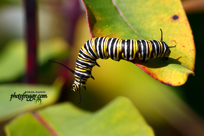 Monarch Butterfly Caterpillar Belleville, ON