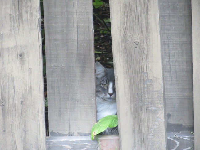 Mr cat is peeking through the fence Sherwood Park, AB