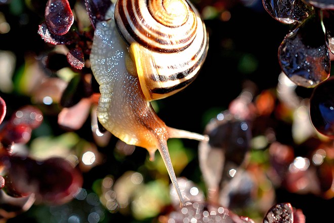 Garden Snail in the Morning Dew Goderich, ON