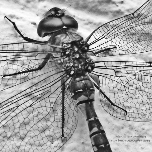 Dragonfly 2 Fenelon Falls, Ontario Canada