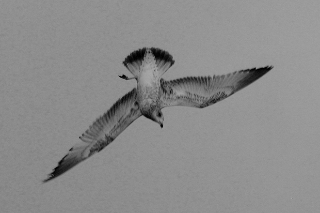 Gulls in motion... Scarborough, Toronto, ON