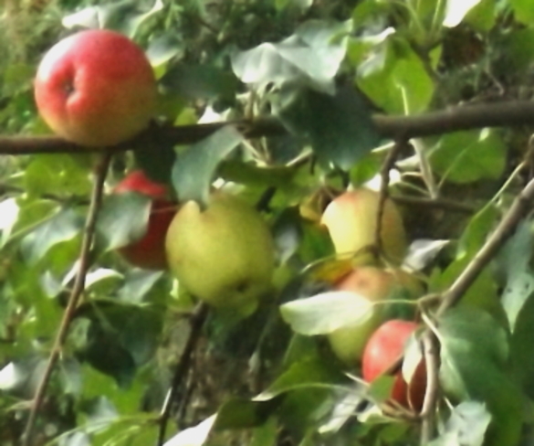 Norkent Apples Ripening Naughton, Greater Sudbury, ON
