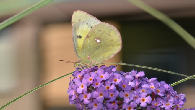 Sulphur Butterfly! St. Catharines, ON