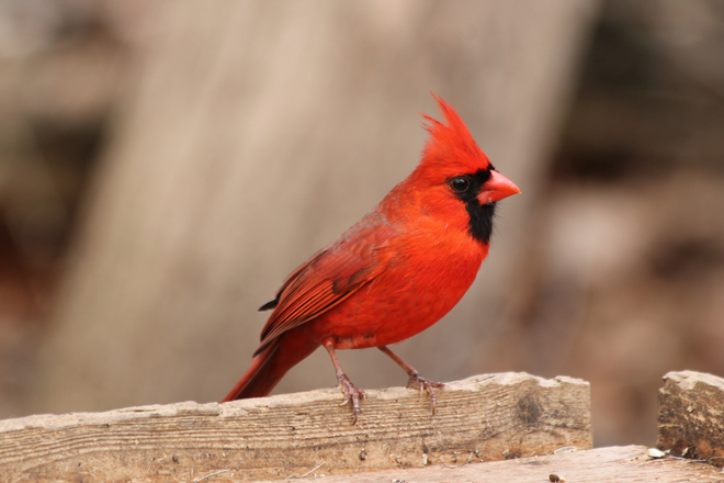 Handsome Cardinal Kingston, ON