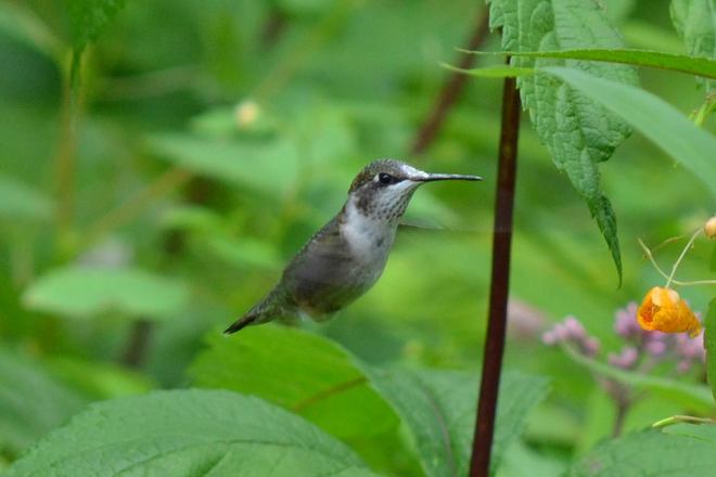 Hummingbirds are gearing up to go South Lemoine Point Conservation Area, Kingston, ON
