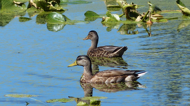 Pond ducks Grand Forks, BC