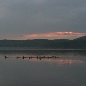 Famille de canard sur le lac