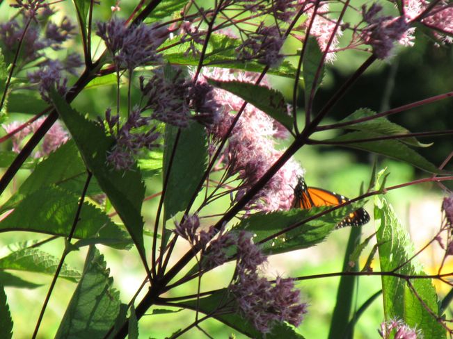 Monarchs in the Joe Pye Weed Colborne, ON
