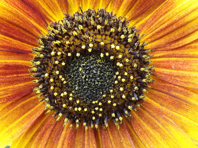 variety sunflower Thunder Bay, ON