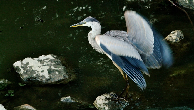 Great Blue Heron Scarborough, Toronto, ON