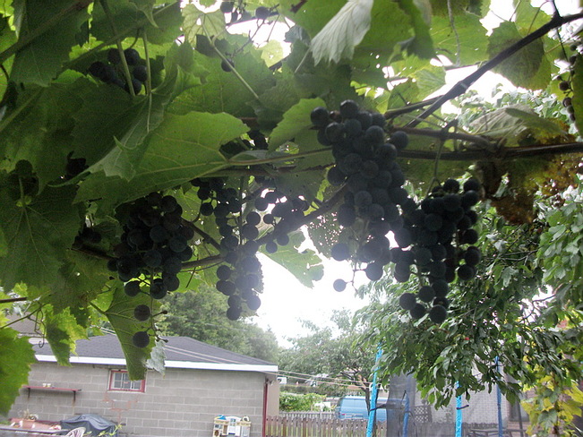 Grapes Sudbury, Greater Sudbury, ON
