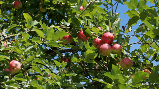 Temps des pommes Réserve de faune du cap Tourmente