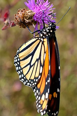 Monarch Butterfly Goderich, ON