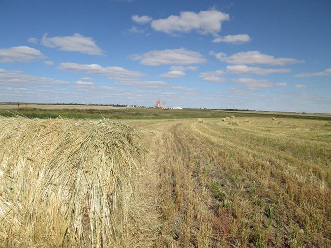 Saskatchewan Harvest Kindersley, SK