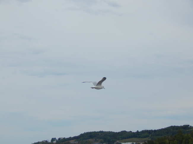 The Herring SeaGull flying Atholville, NB