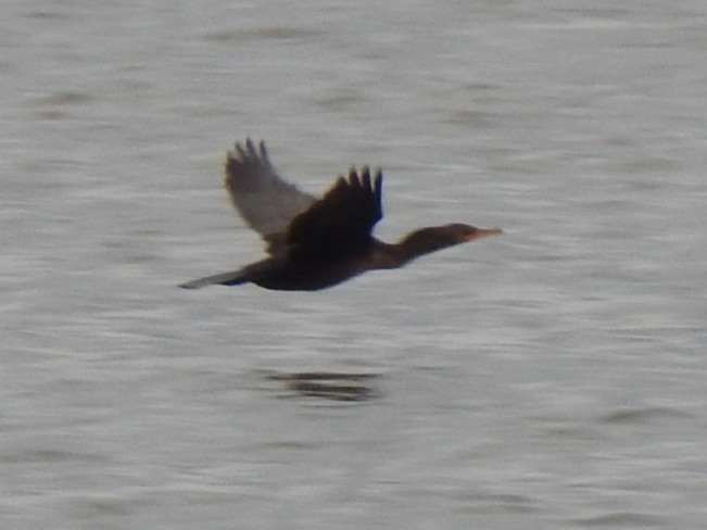 Cormorant wing tips Atholville, NB