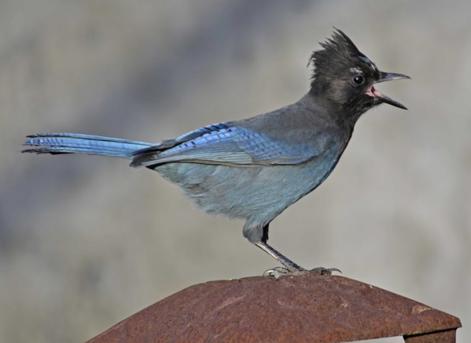 Steller's Jays - only in BC Greenwood, British Columbia