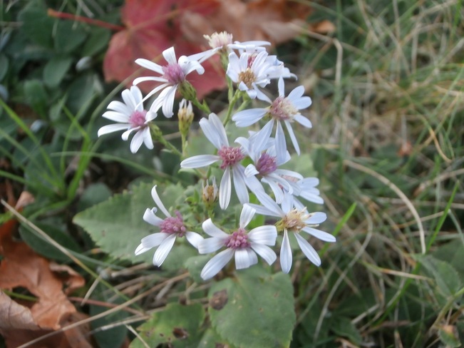 belles petites fleurs Saint-Pierre-de-la-Rivière-du-Sud, QC