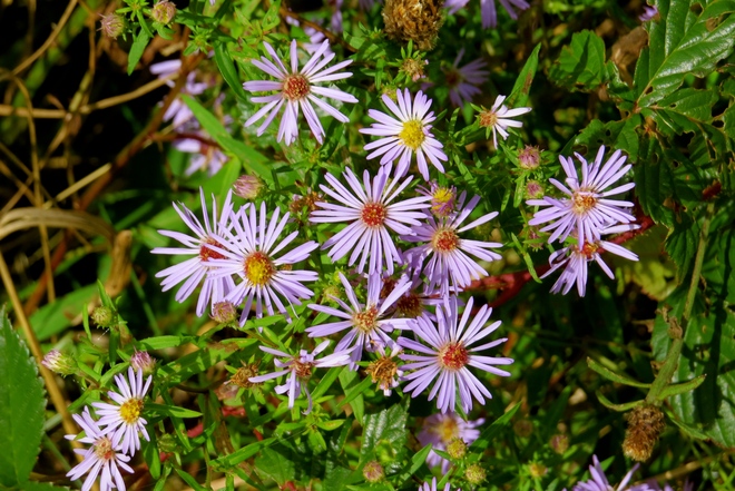 New England Aster East Chester, NS