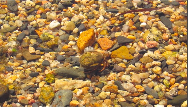Hermit Crab On A Crawl Schnare Cove, Chester, NS