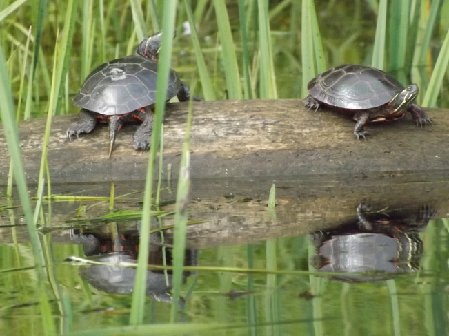 Painted Turtles Pembroke, Ontario Canada
