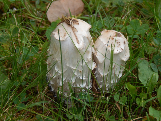 Some kind of weird loking mushroom Atholville, NB