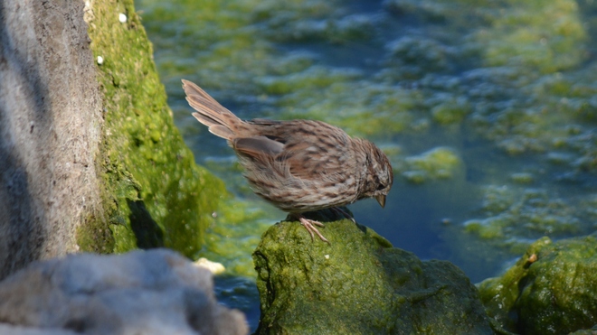 This little birdie told me... St. Catharines, ON