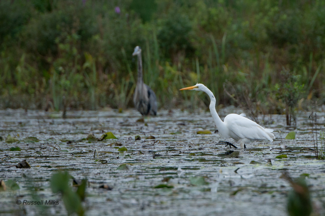 Great Blue Heron photo-bombed by a Great Egret Ottawa, ON